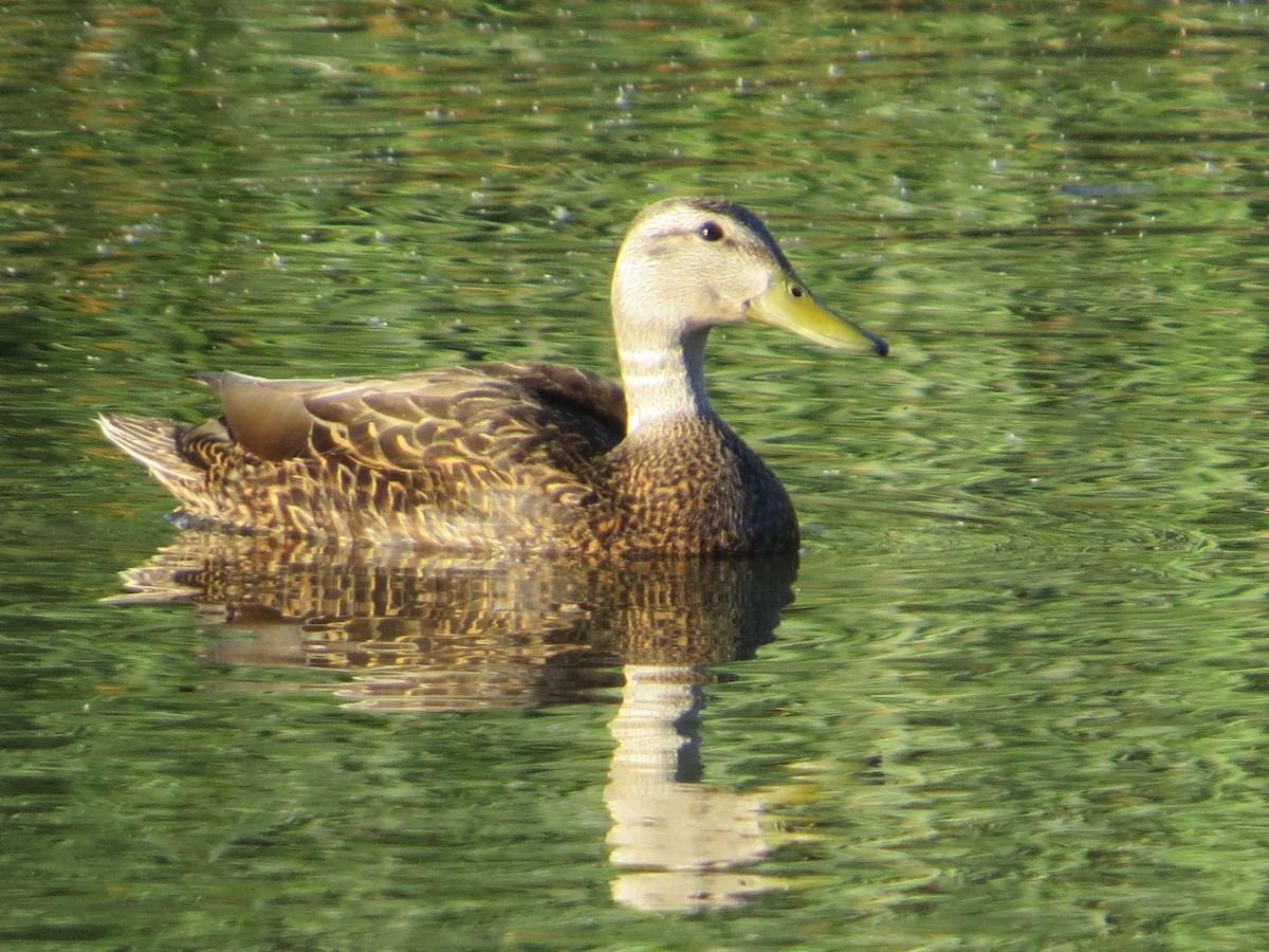 Mexican Duck - ML150365471