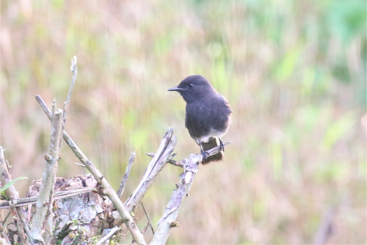 Black Phoebe - ML150366121