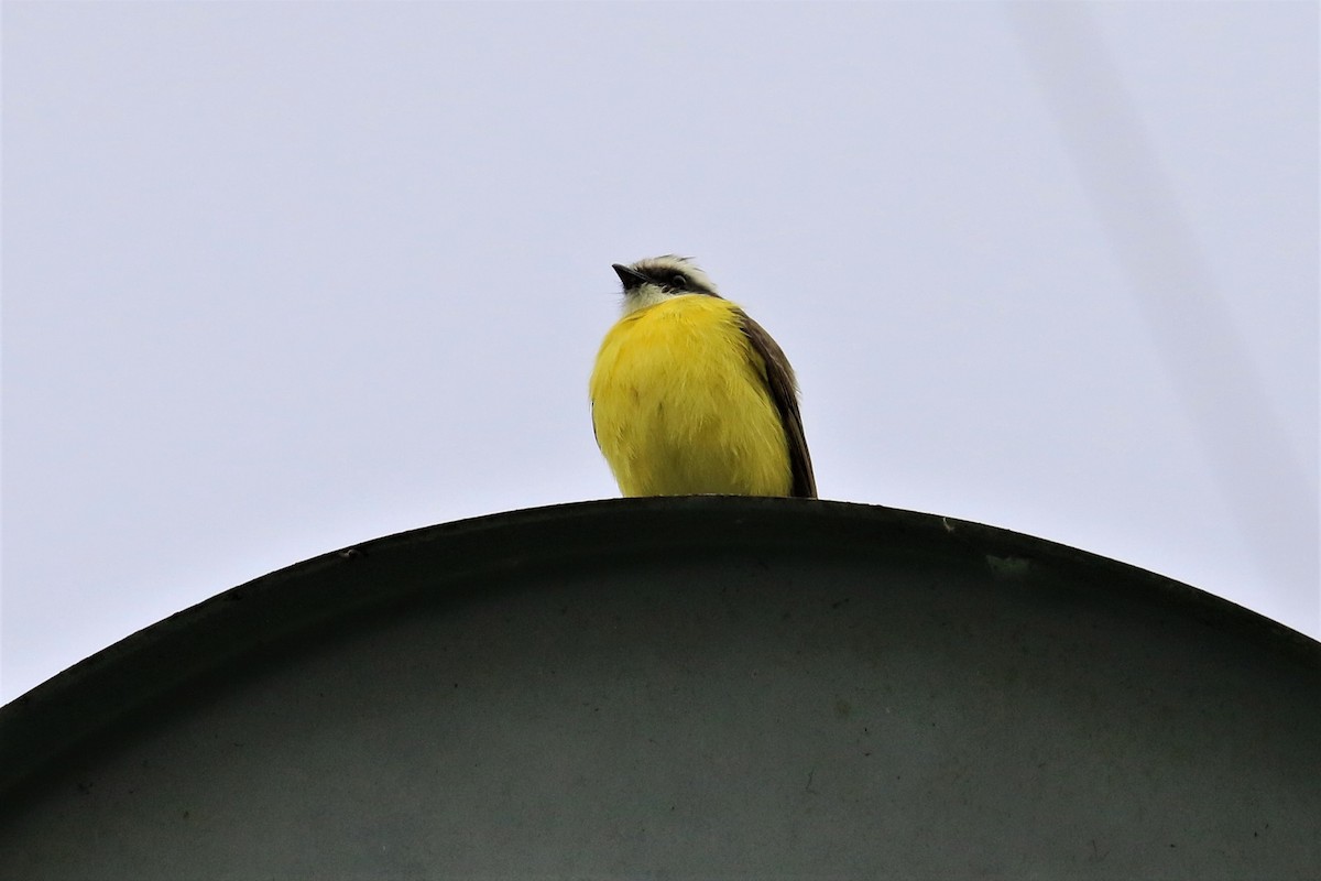 Social Flycatcher - ML150366311