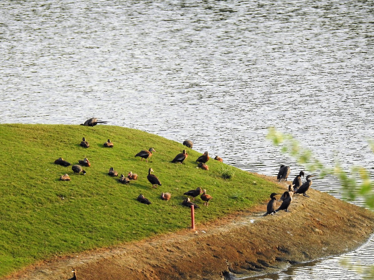 Black-bellied Whistling-Duck (fulgens) - Nancy Douglas