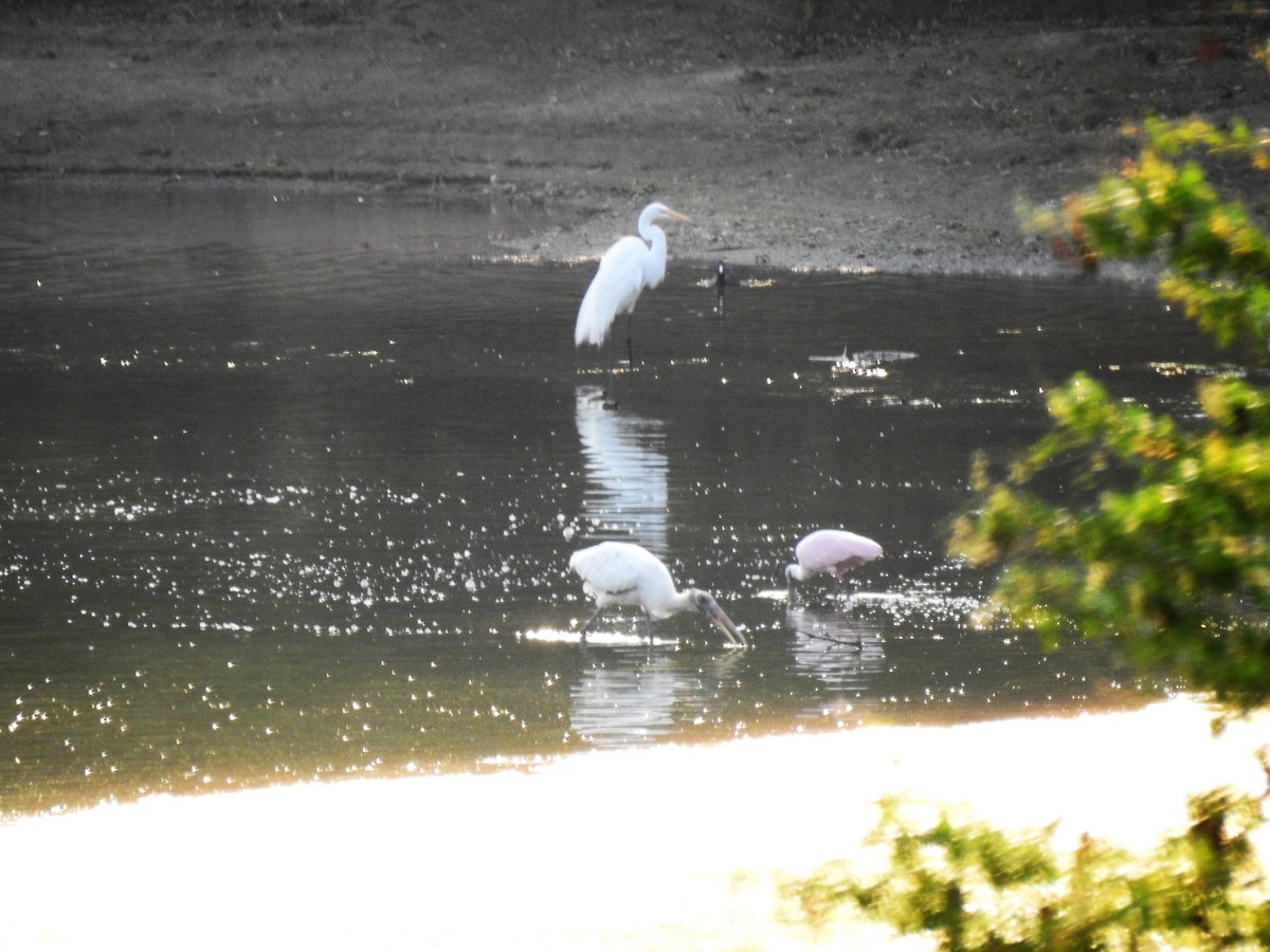 Wood Stork - Nancy Douglas