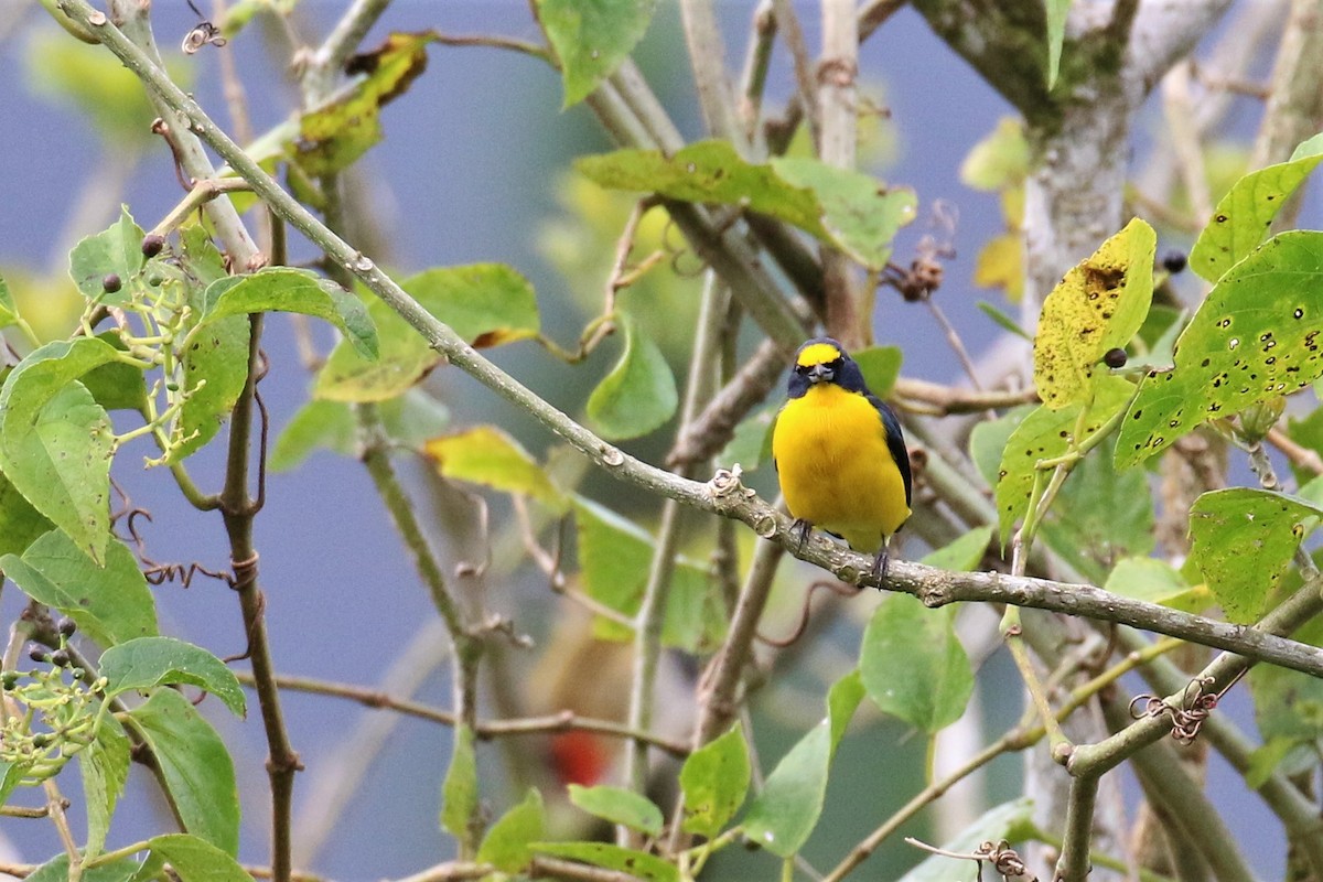 Yellow-throated Euphonia - Dan Orr