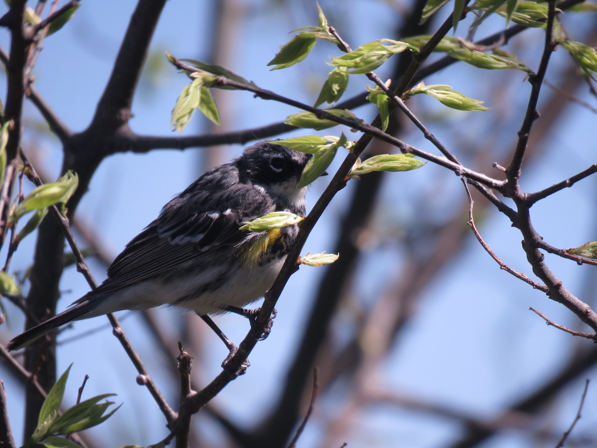 Yellow-rumped Warbler - ML150367461