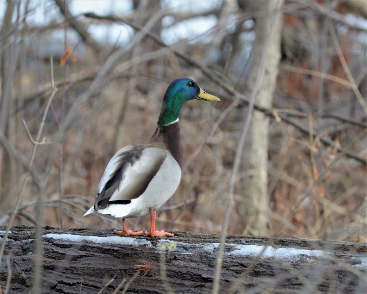 Mallard - ML150367861