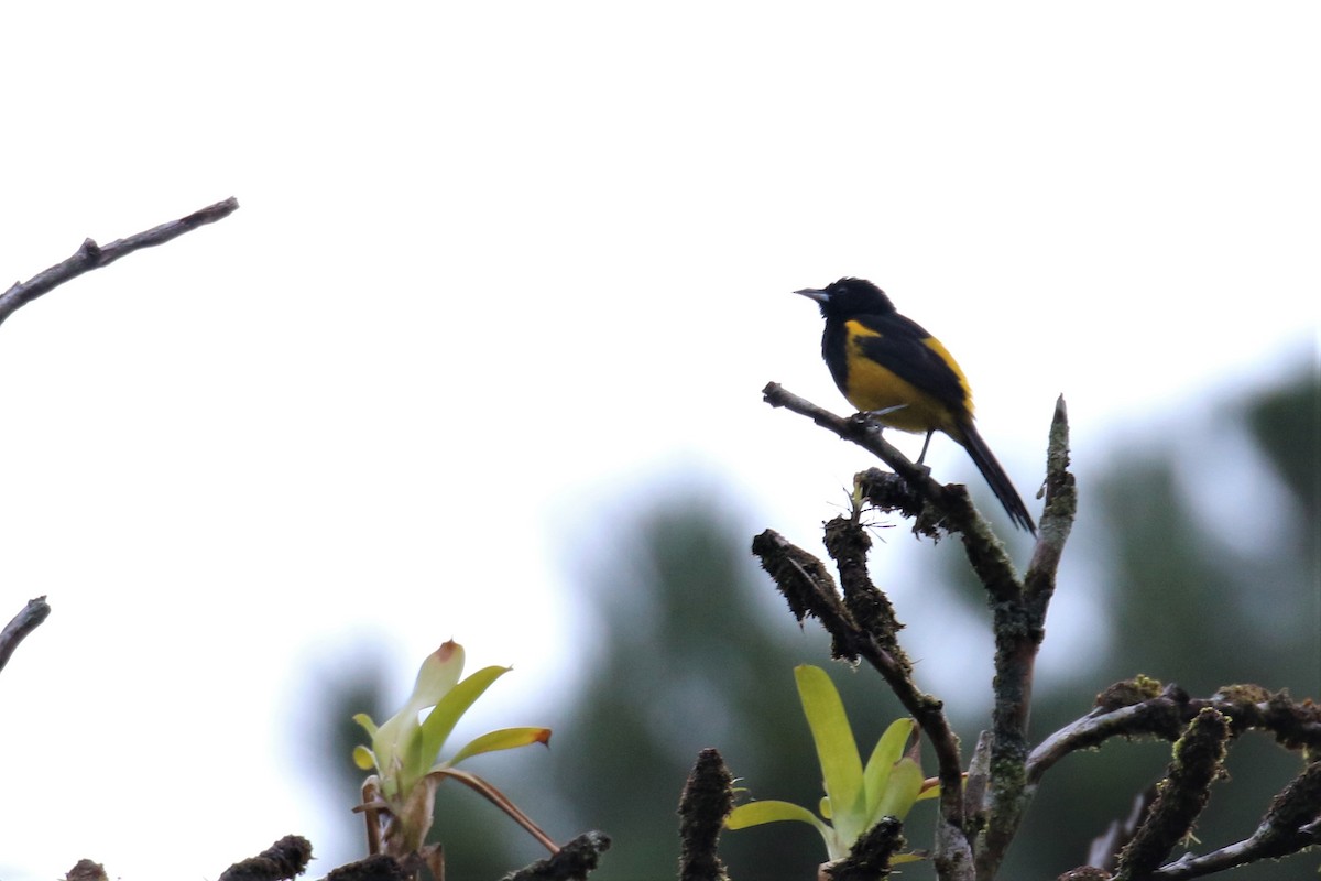 Black-cowled Oriole - ML150367911