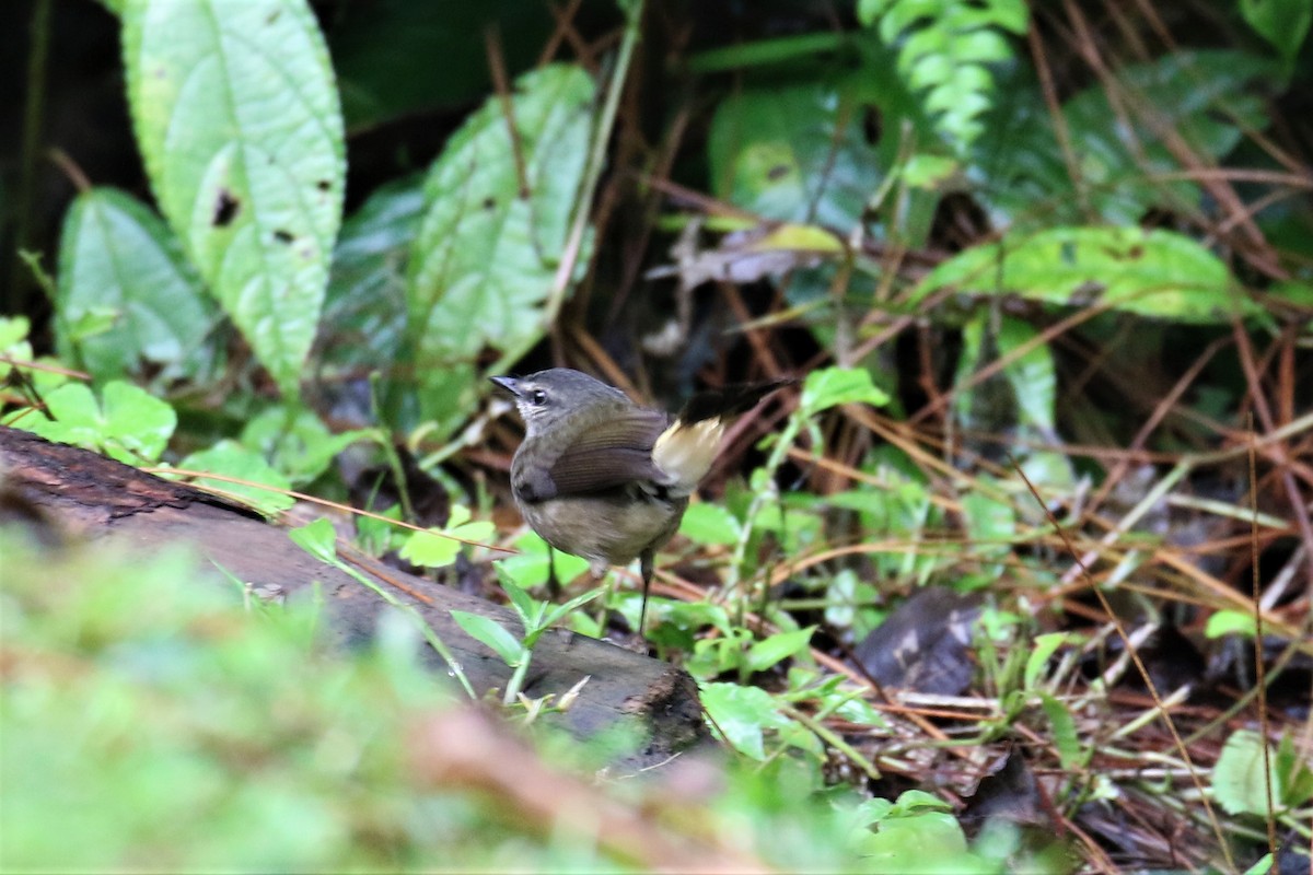 Buff-rumped Warbler - ML150368341