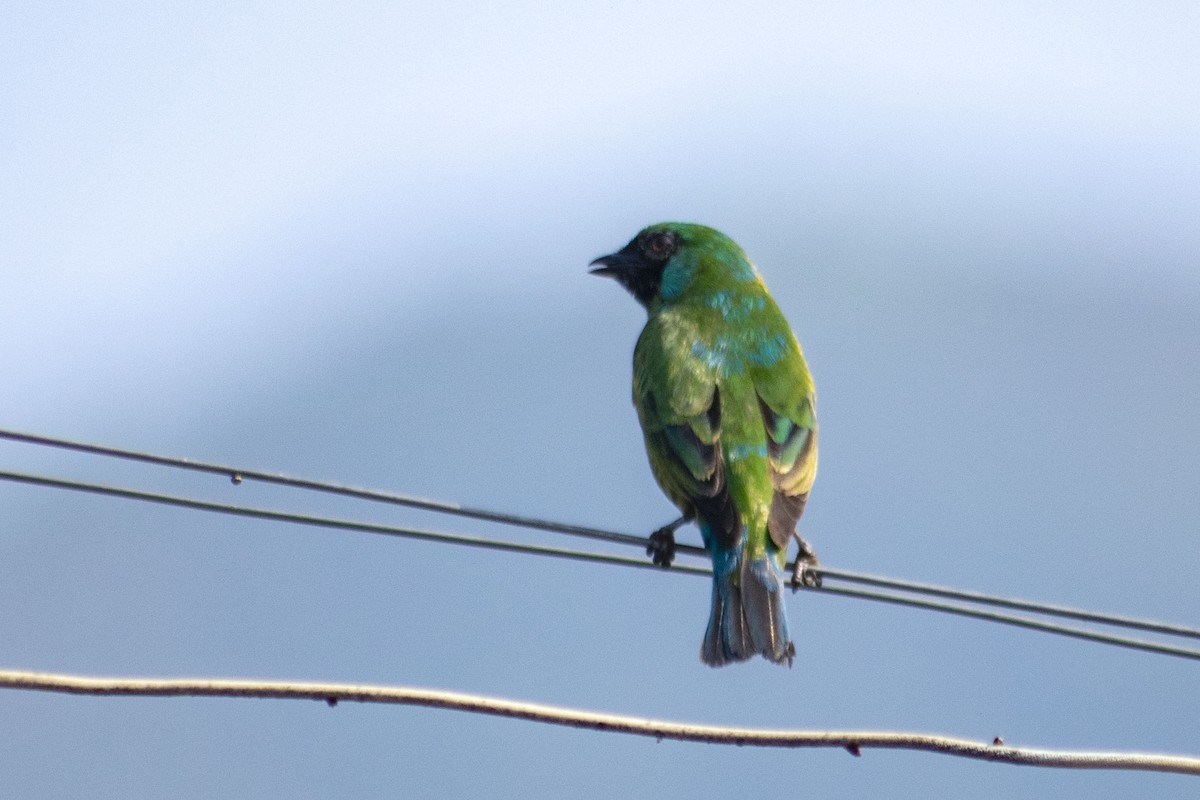 Swallow Tanager - ML150368421