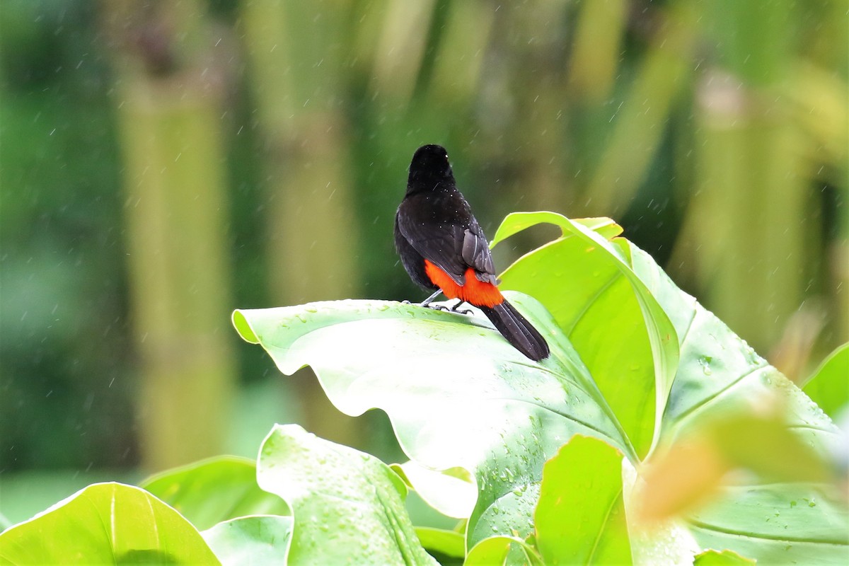 Scarlet-rumped Tanager - Dan Orr