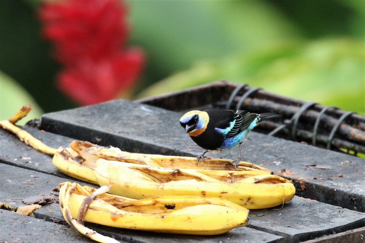 Golden-hooded Tanager - ML150368691