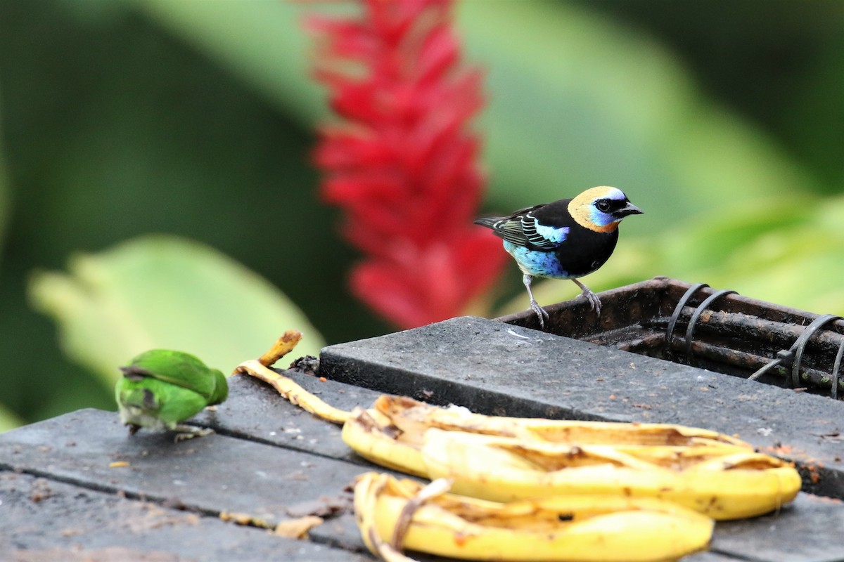 Golden-hooded Tanager - ML150368701