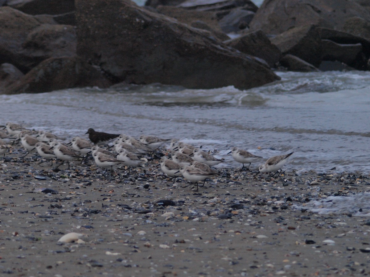 Sanderling - ML150368871