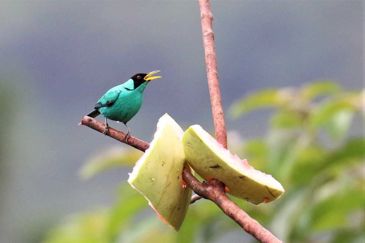 Green Honeycreeper - ML150369511