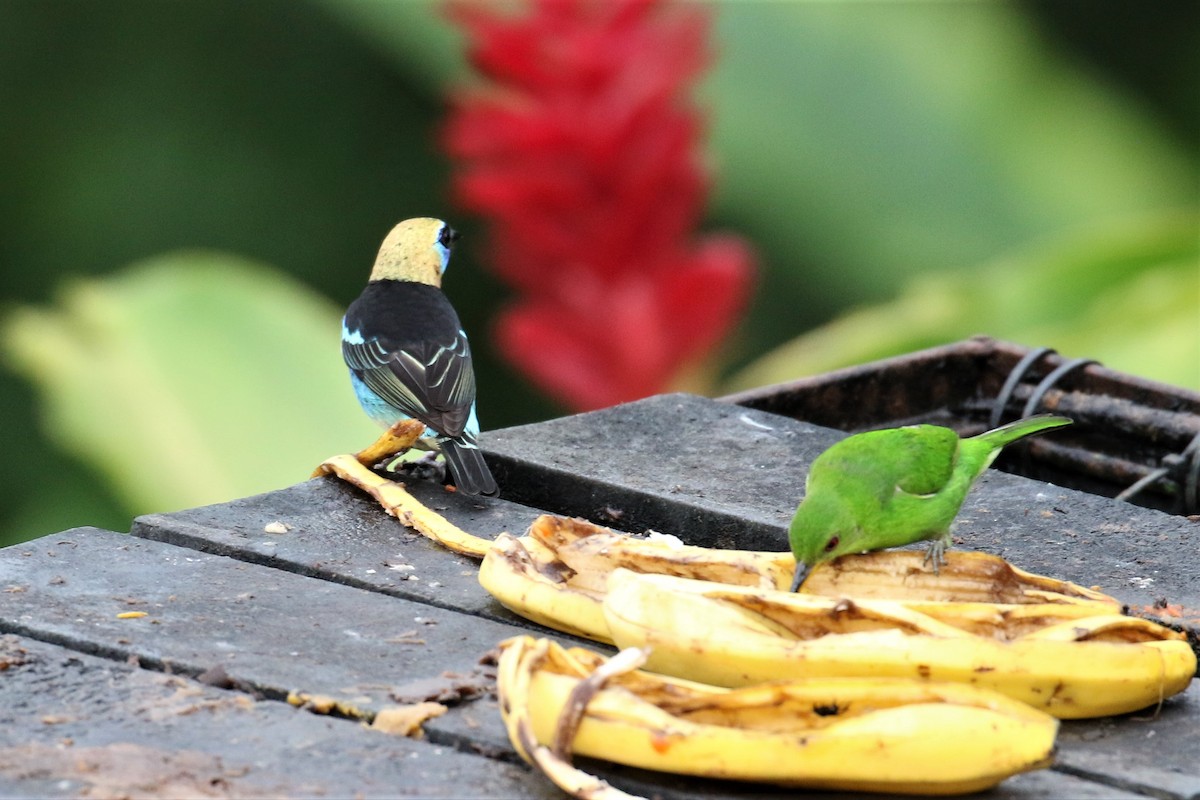 Green Honeycreeper - ML150369541