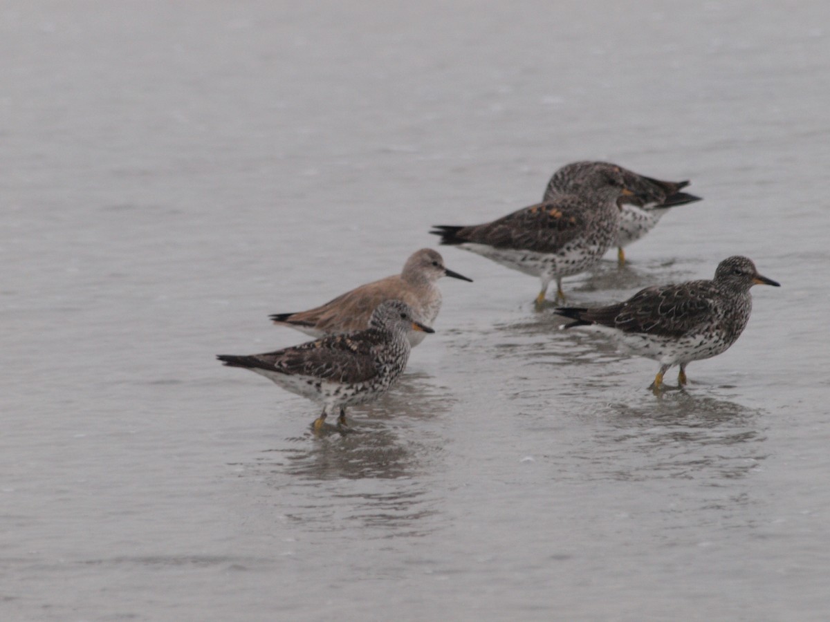 Red Knot - ML150369951