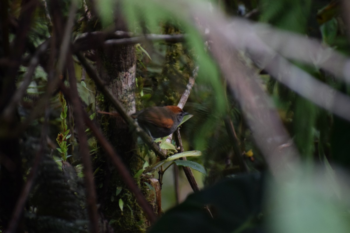 Azara's Spinetail - ML150369961