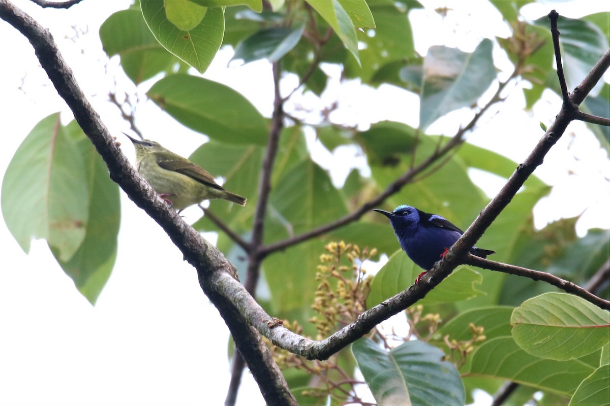 Red-legged Honeycreeper - ML150370081