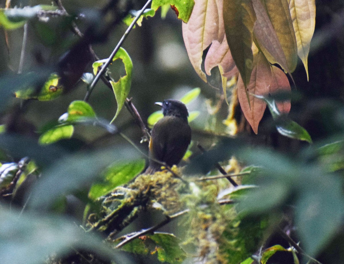 Streak-necked Flycatcher - ML150370181