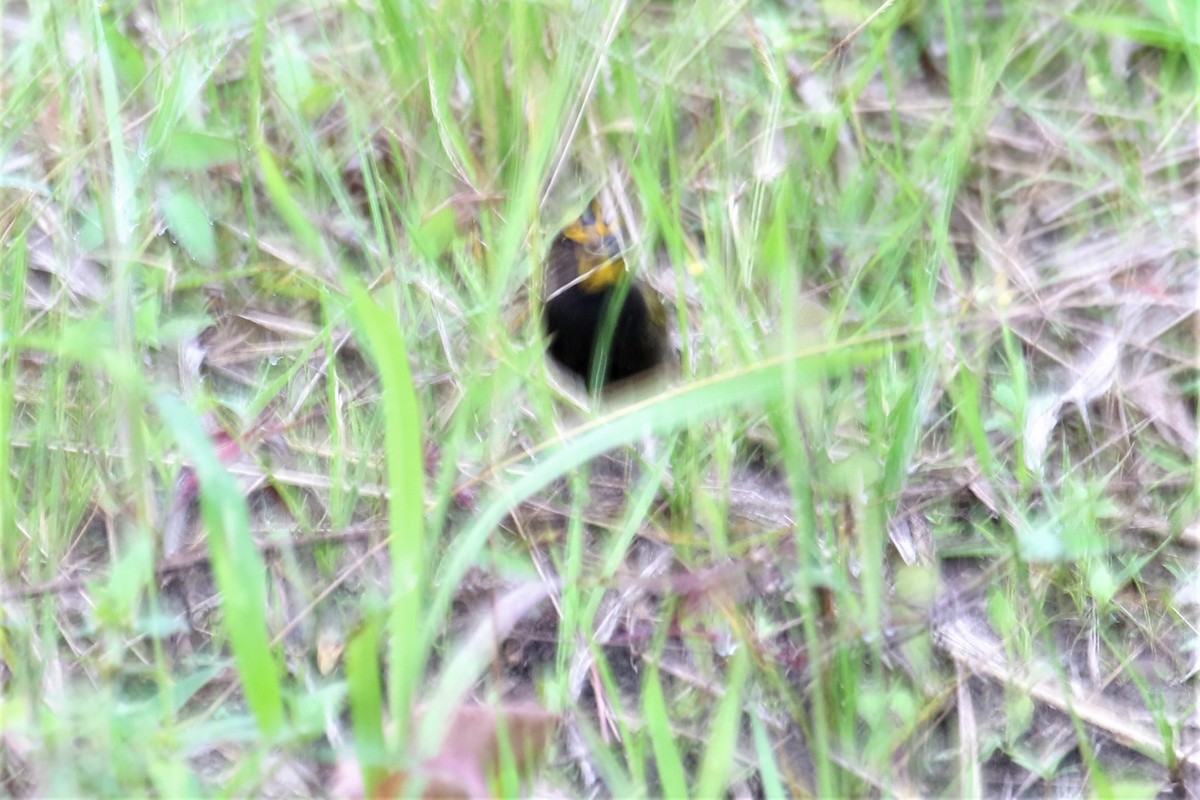 Yellow-faced Grassquit - Dan Orr