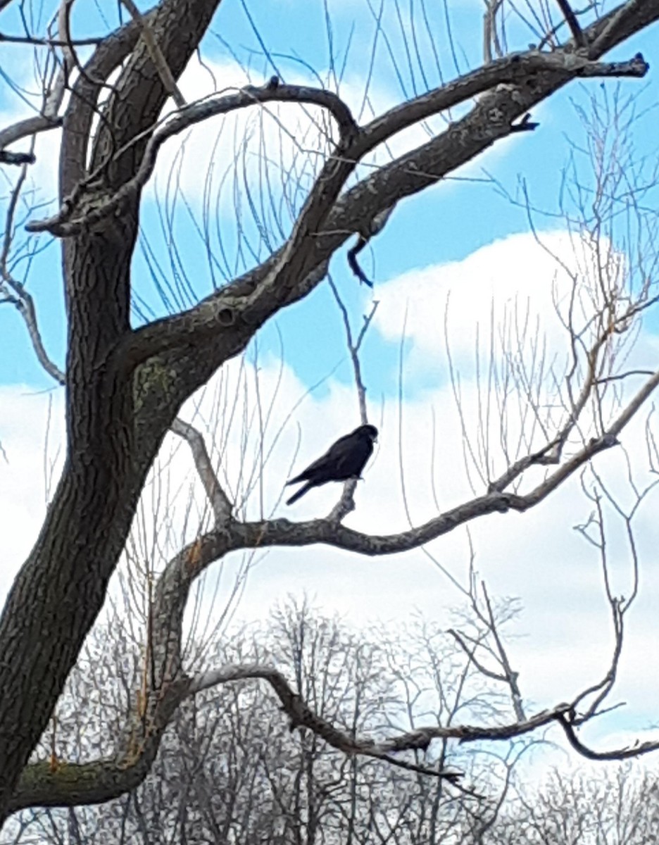 Common Raven - ML150370451