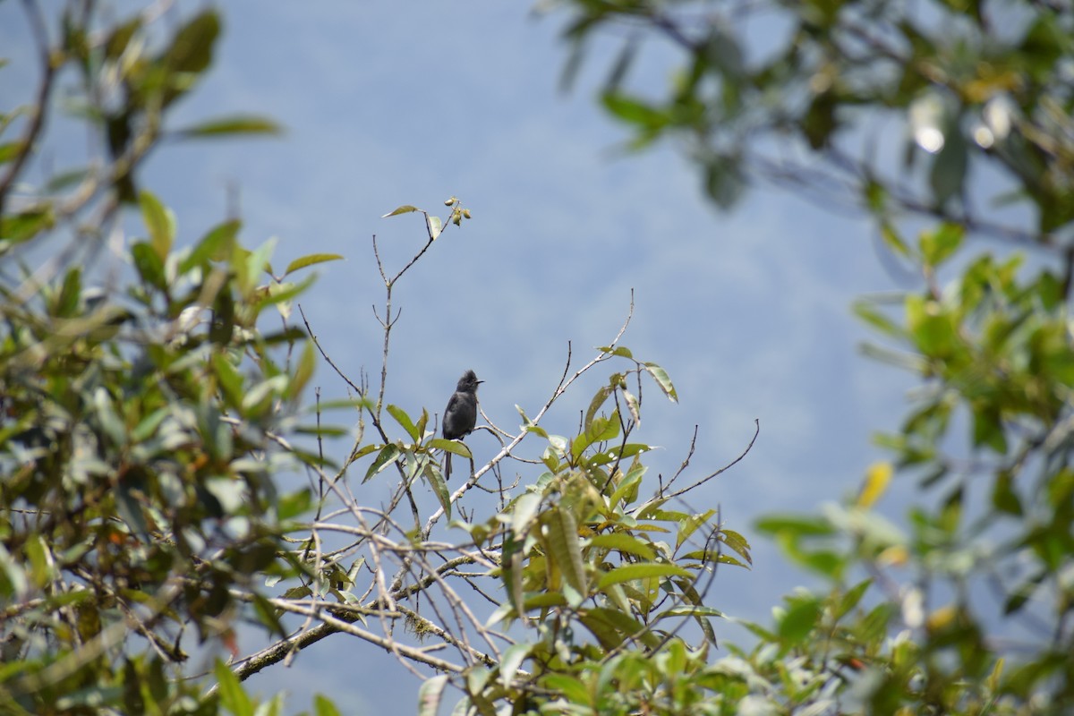 Smoke-colored Pewee - ML150370631