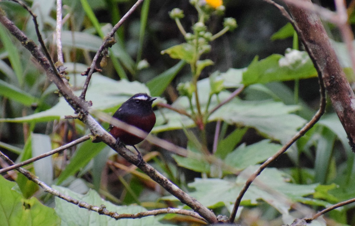 Chestnut-bellied Chat-Tyrant - ML150371201