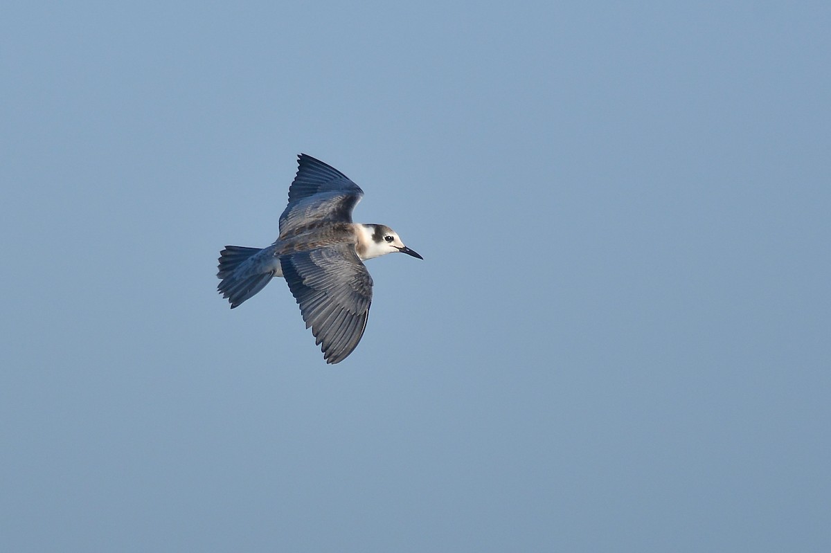 Black Tern - Daniel Irons