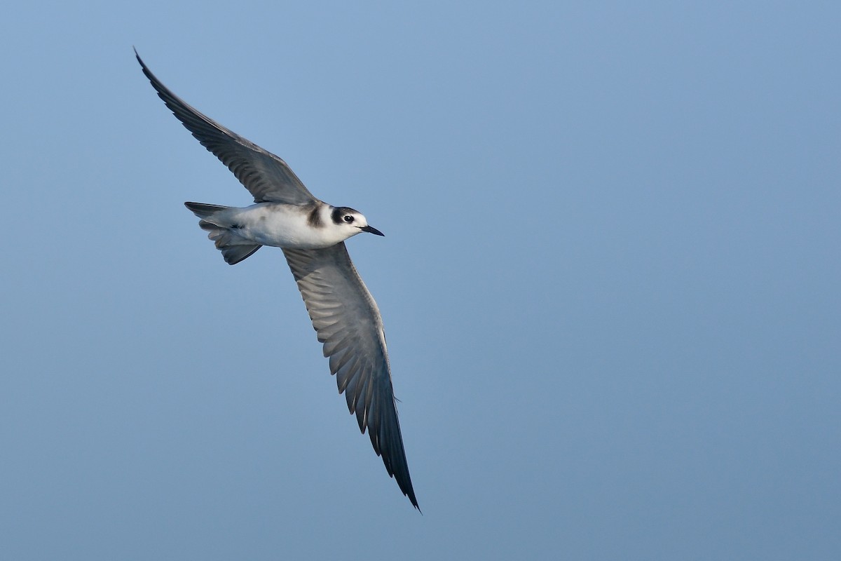 Black Tern - Daniel Irons