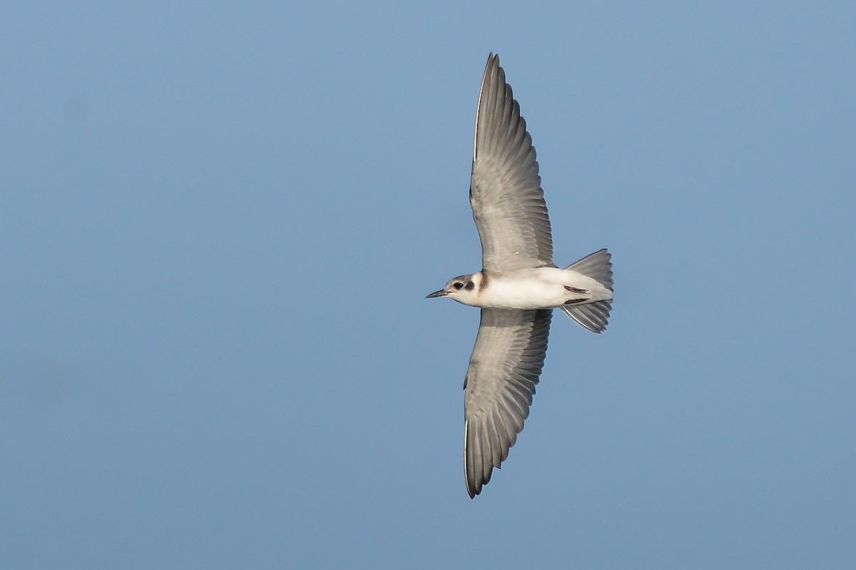 Black Tern - ML150371551