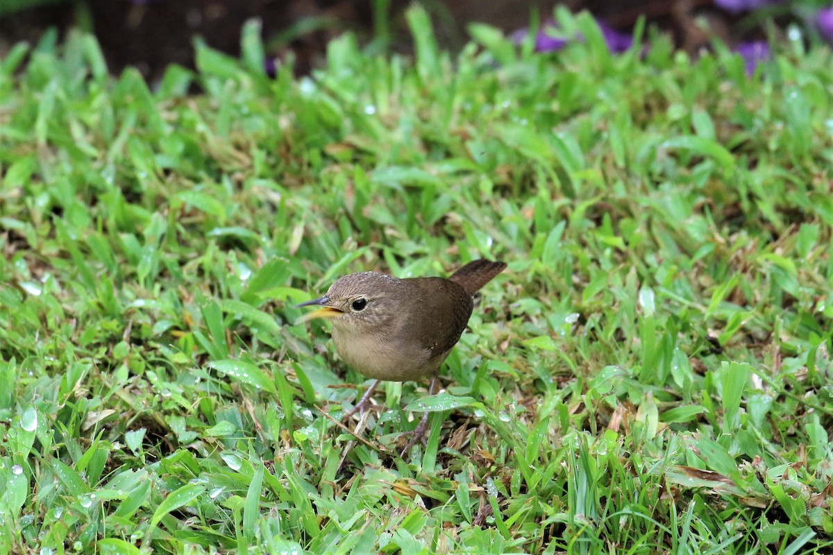 House Wren - ML150371571