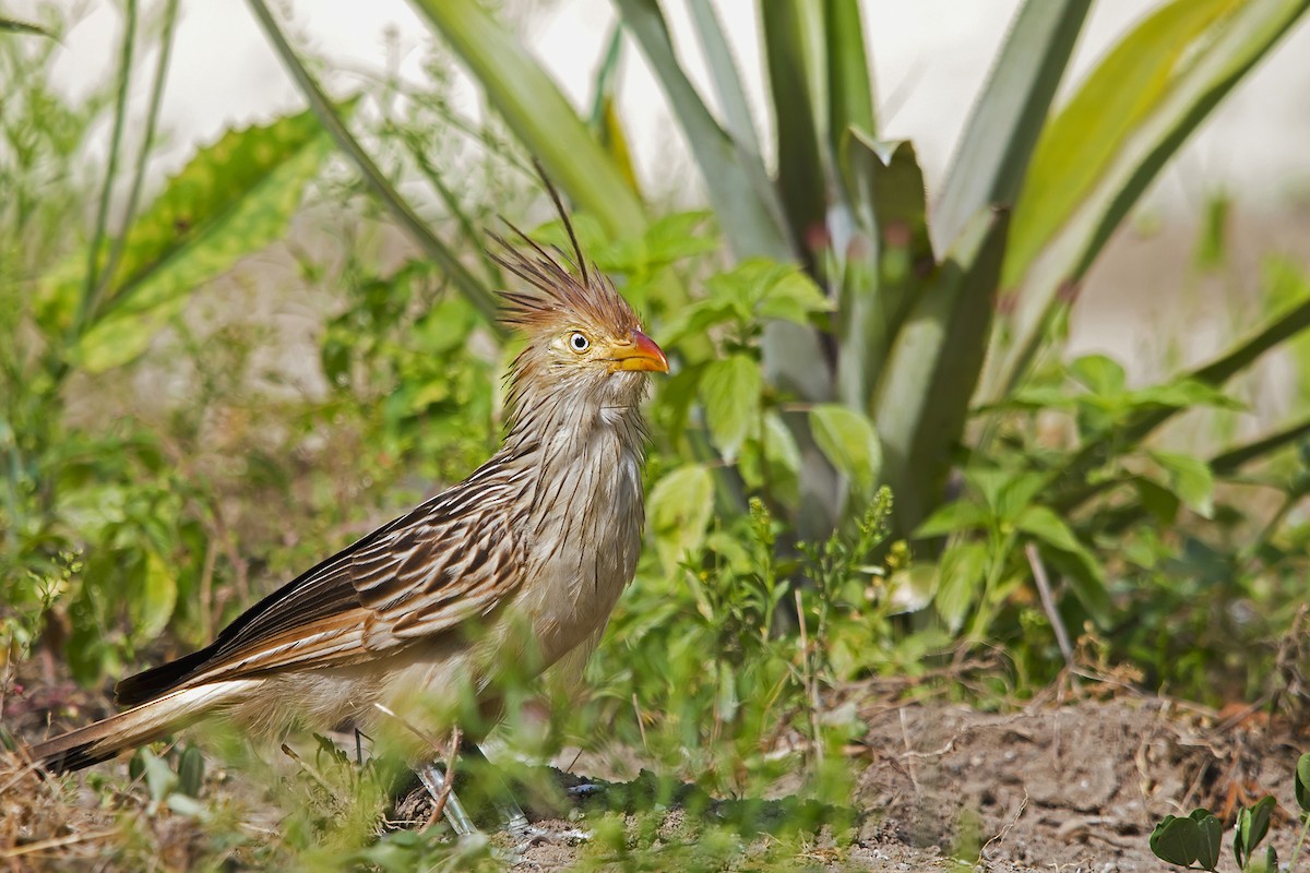 Guira Cuckoo - ML150371961