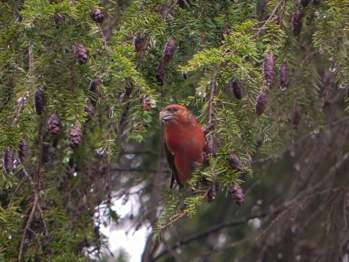 Bec-croisé des sapins (type 1) - ML150373261