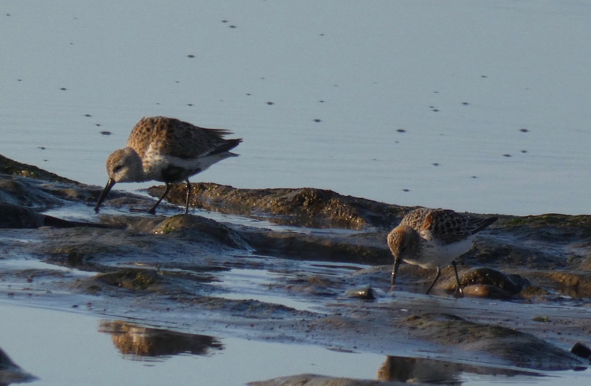 Western Sandpiper - ML150373631