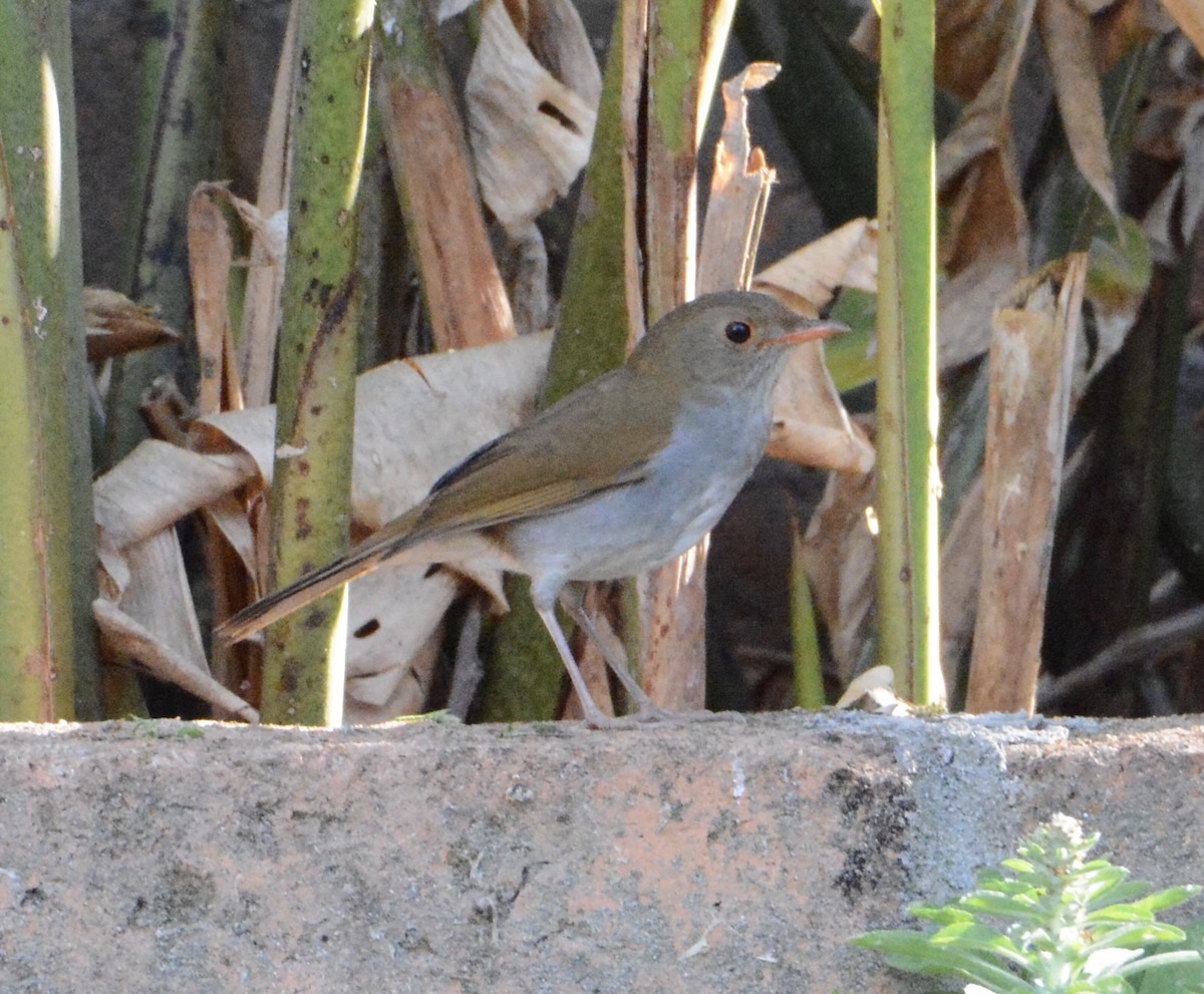 Orange-billed Nightingale-Thrush - ML150374401