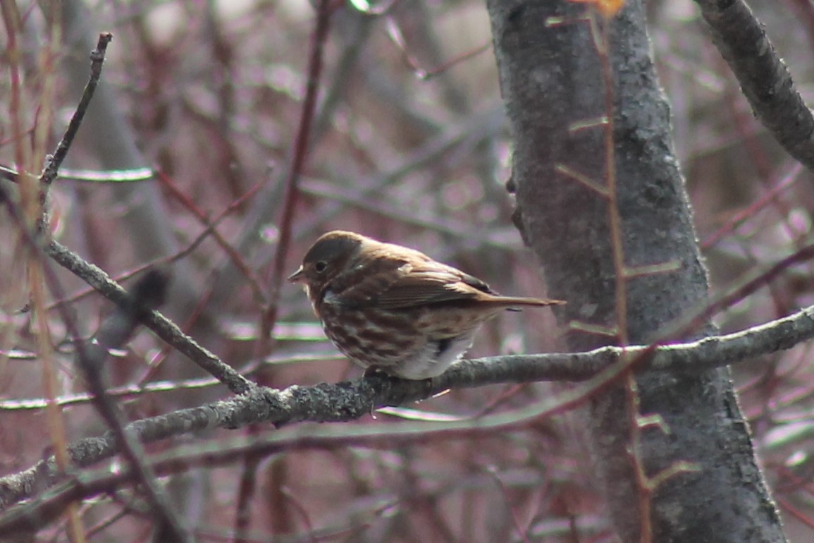 Fox Sparrow - Zane Shantz