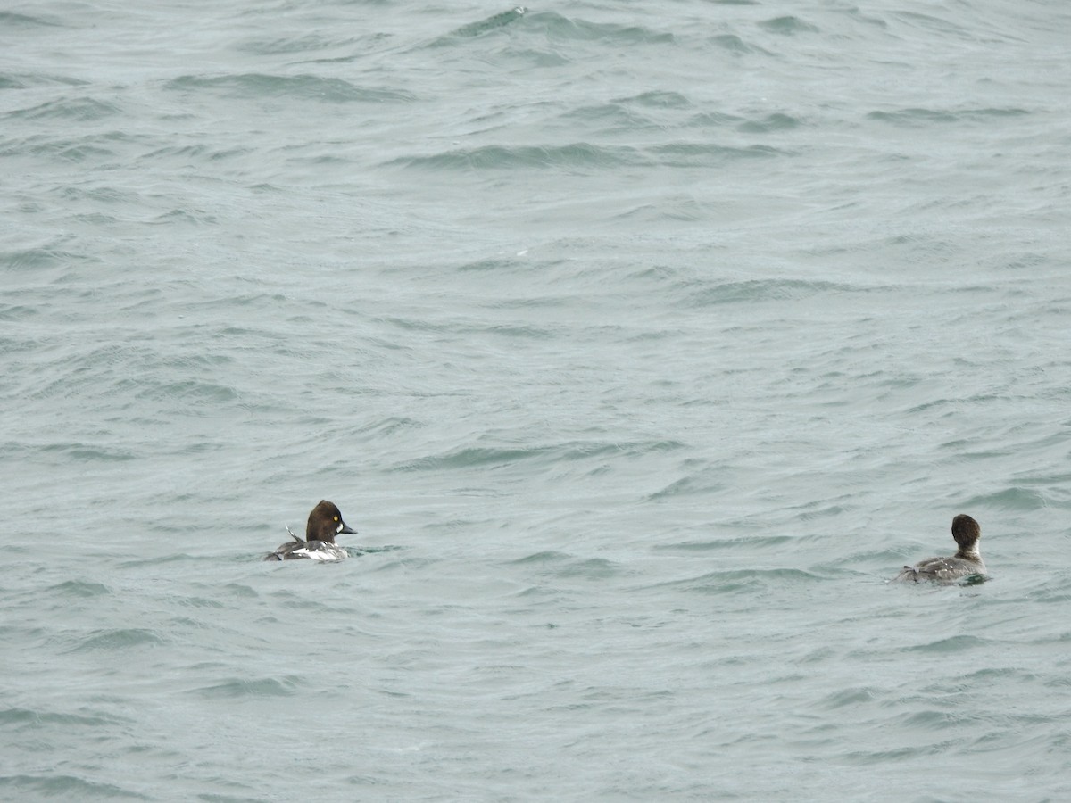 Common Goldeneye - ML150374611