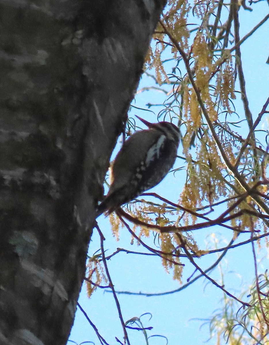 Yellow-bellied Sapsucker - ML150374681