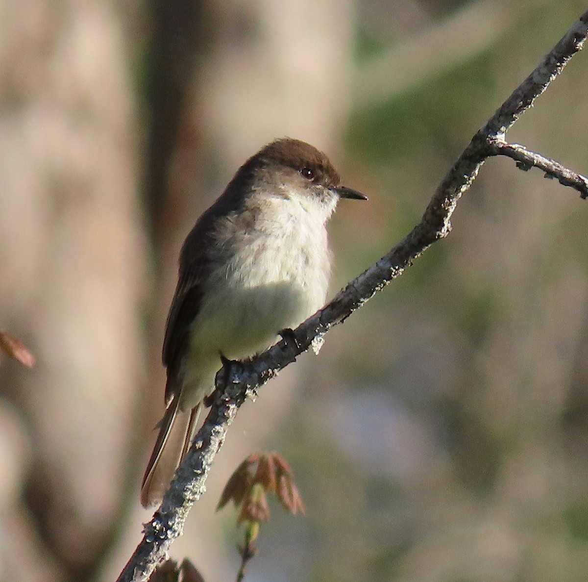 Eastern Phoebe - ML150374721