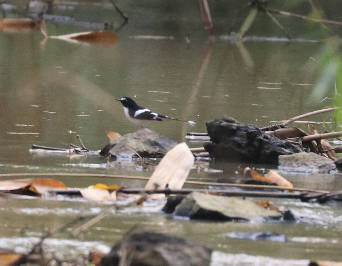 Black-backed Forktail - ML150375051