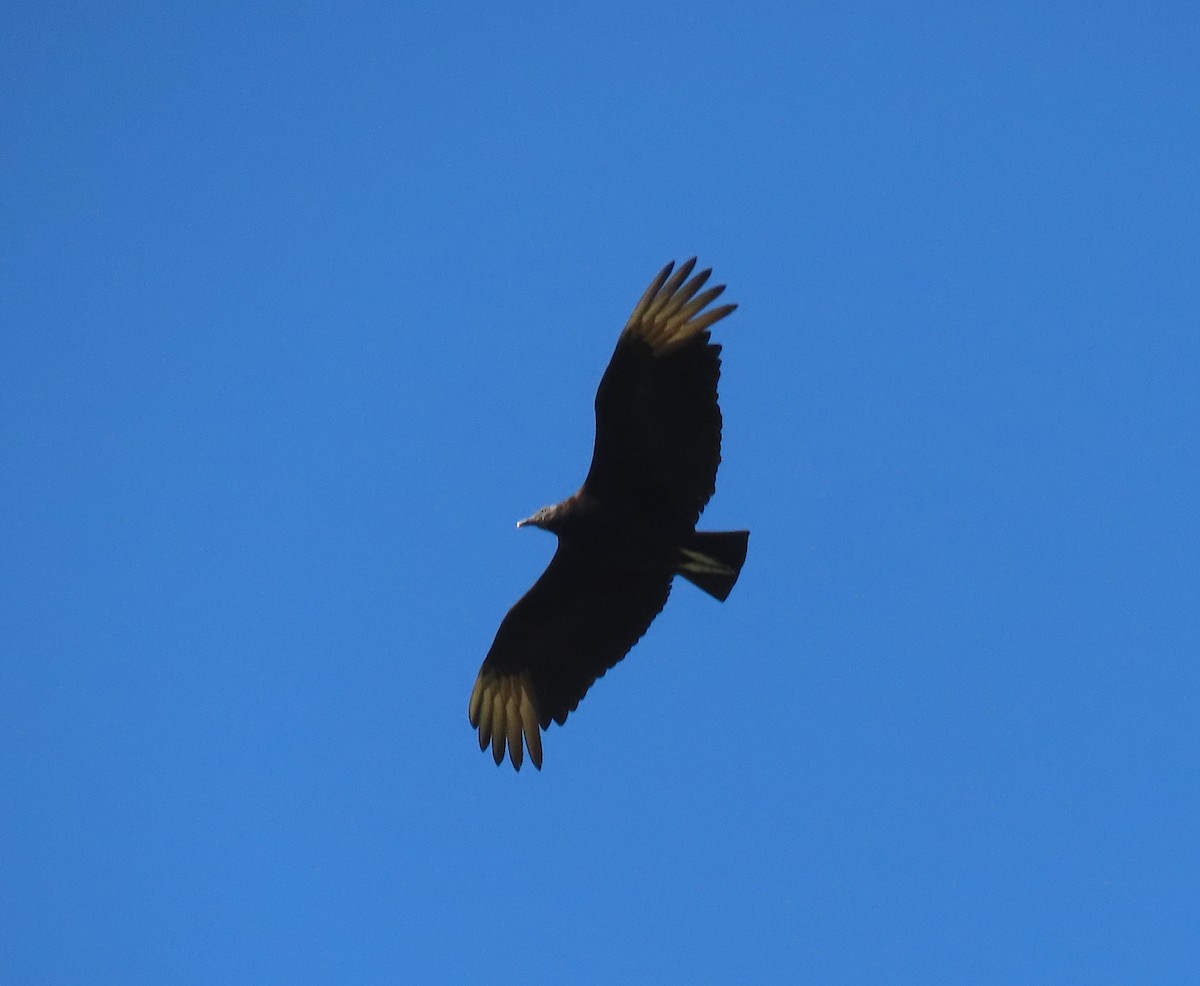 Black Vulture - ML150375241