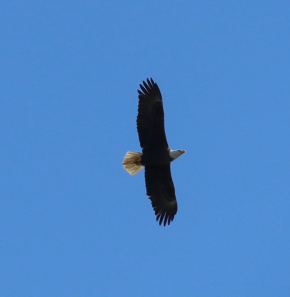 Bald Eagle - ML150375271