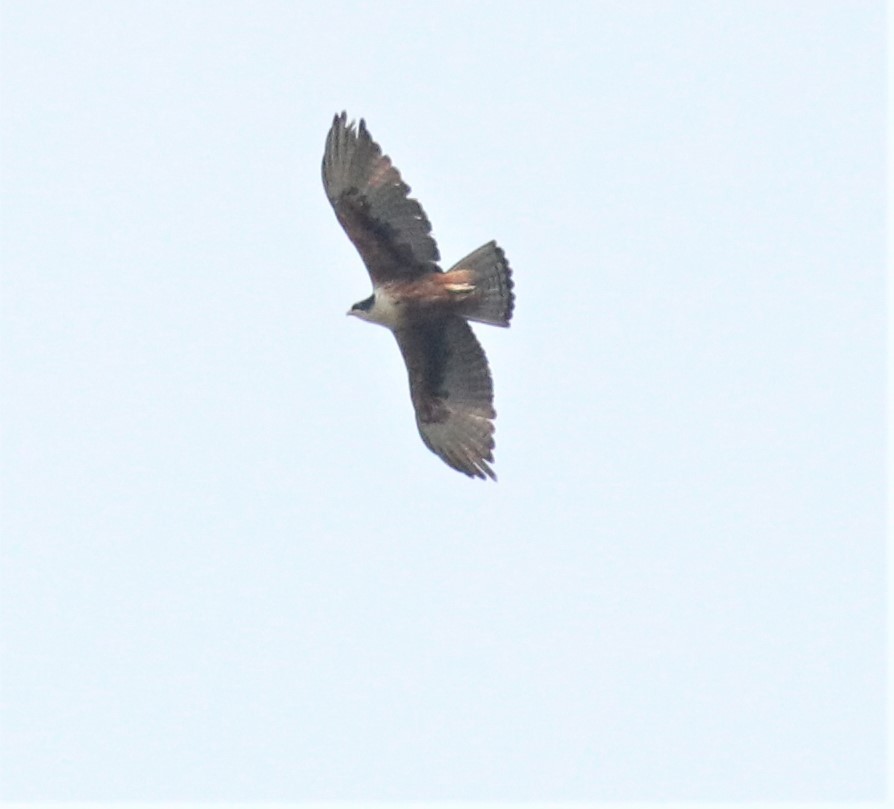 Rufous-bellied Eagle - ML150375291