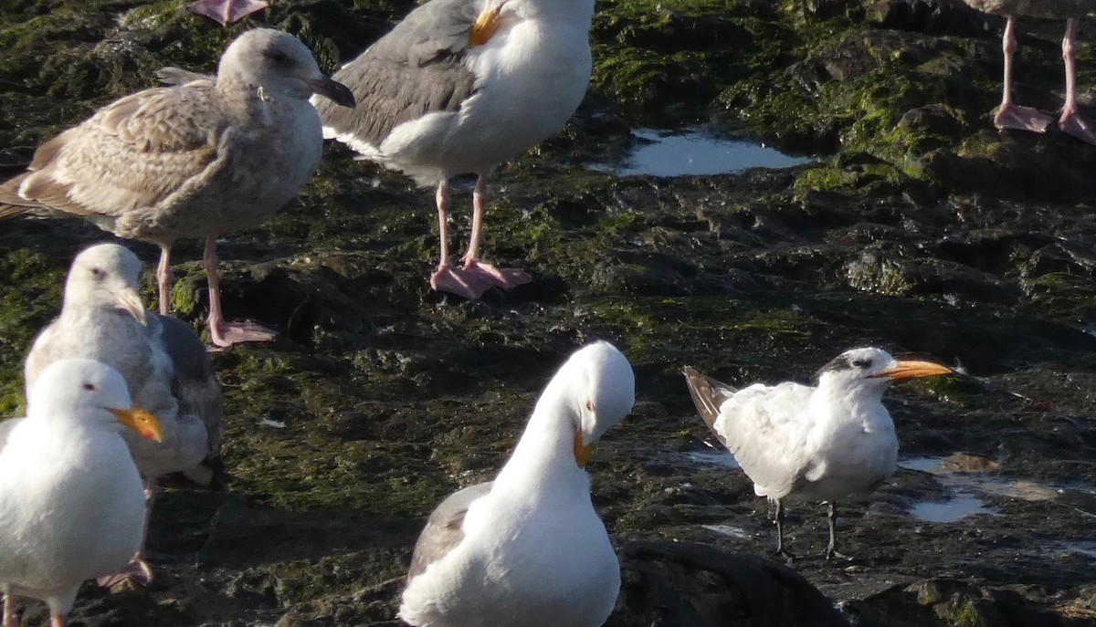 Royal Tern - ML150375721