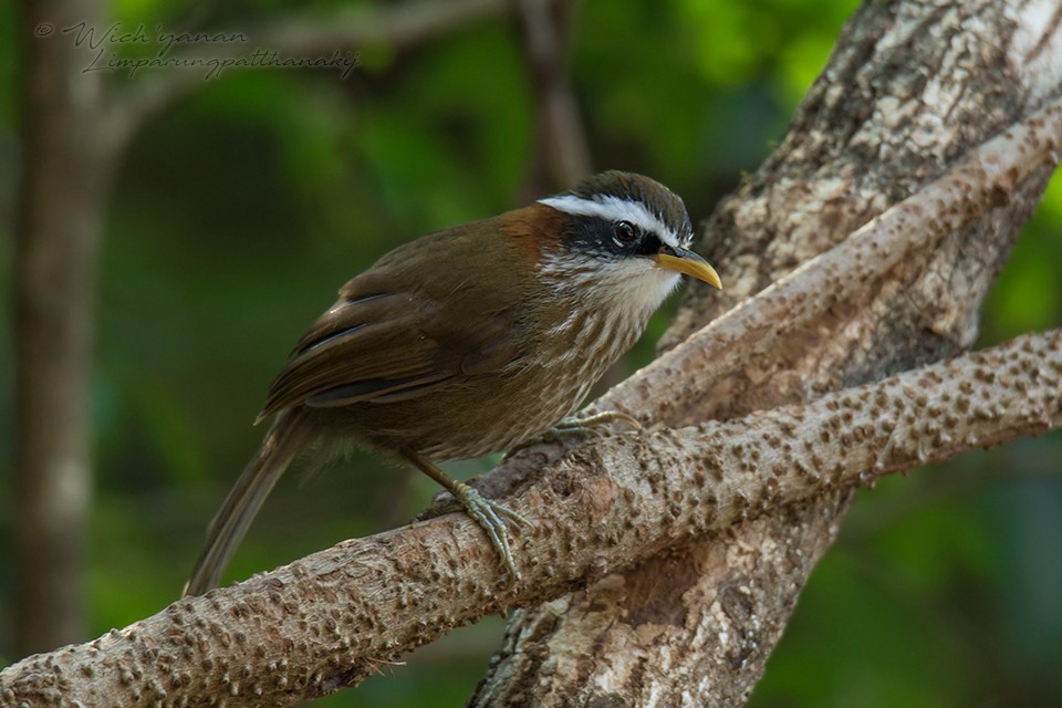 Streak-breasted Scimitar-Babbler - ML150375761