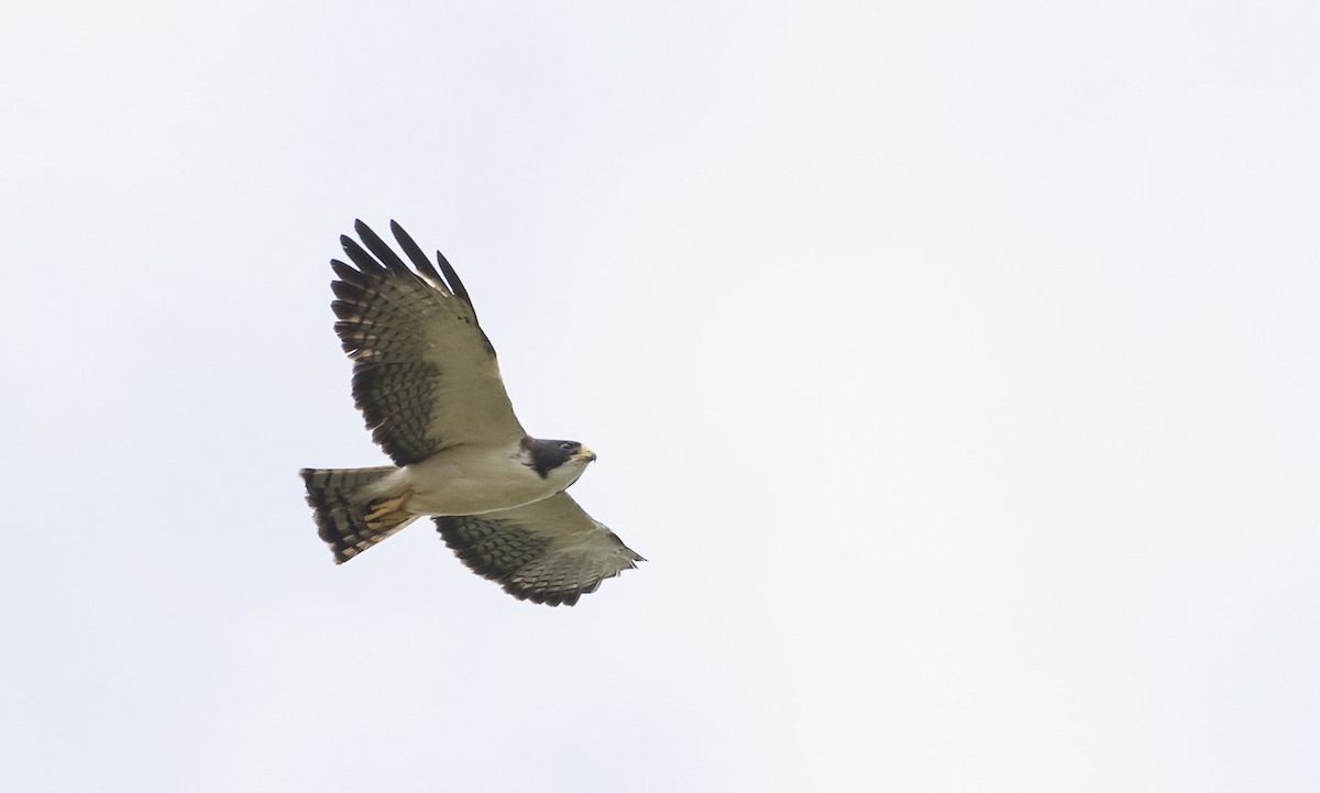 Short-tailed Hawk - ML150376501