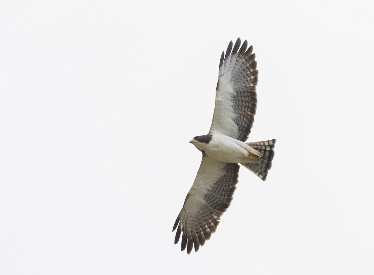 Short-tailed Hawk - ML150376511