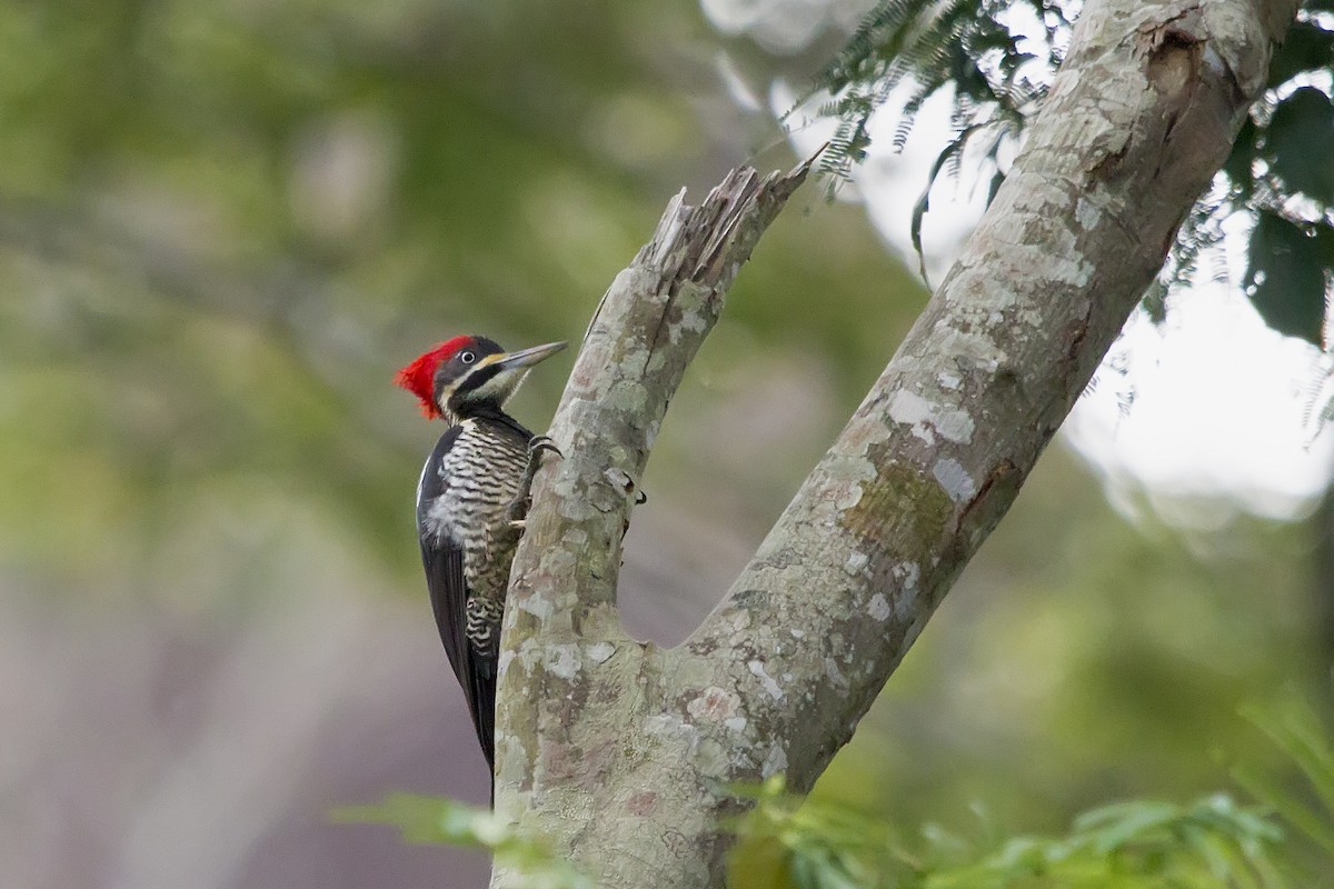 Lineated Woodpecker - ML150377961