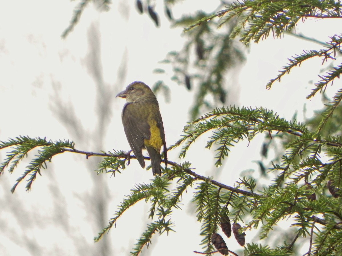 Red Crossbill (Appalachian or type 1) - ML150378901