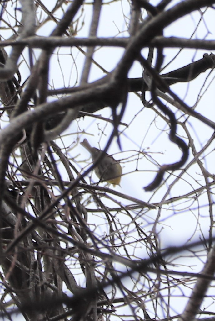 Pine Warbler - valerie heemstra