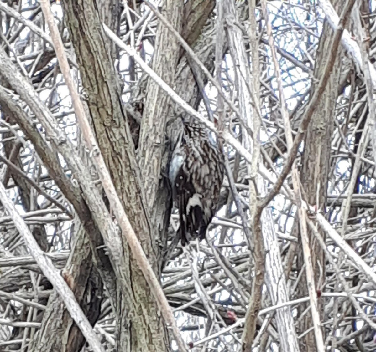 Brown Creeper - ML150380861