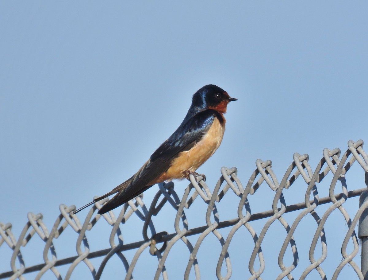 Hirondelle rustique (erythrogaster) - ML150381631